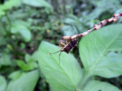 Cletomorpha simulans