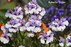 Nemesia strumosa