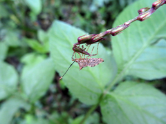 Cletomorpha simulans