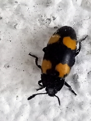 Episcapha quadrimacula