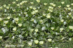 Hydrocleys nymphoides