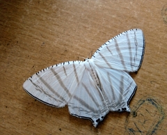 Urapteroides astheniata