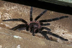 Chilobrachys stridulans