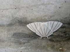 Urapteroides astheniata