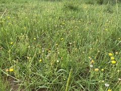 Felicia mossamedensis