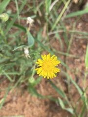 Felicia mossamedensis