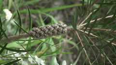 Melaleuca linearis linearis