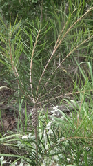 Melaleuca linearis linearis