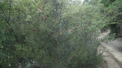 Melaleuca linearis linearis