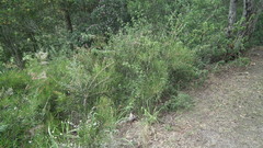 Melaleuca linearis linearis