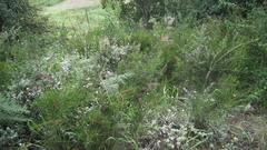 Melaleuca linearis linearis