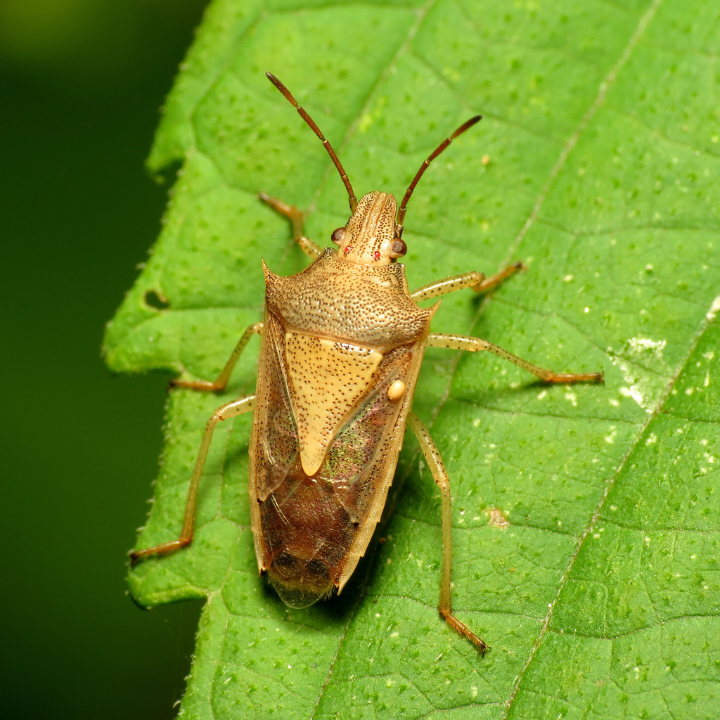 Oebalus