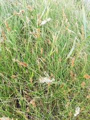 Carex colchica