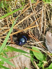 Trypocopris vernalis