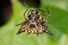 Macracantha hasselti