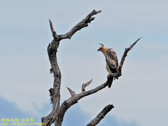 Nisaetus cirrhatus ceylanensis