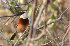 Melanopareia elegans