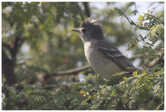 Pseudelaenia leucospodia