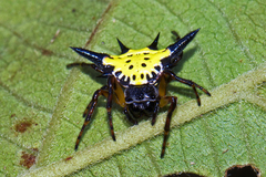 Macracantha hasselti