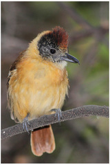 Thamnophilus bernardi