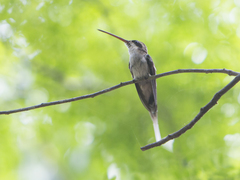 Phaethornis anthophilus