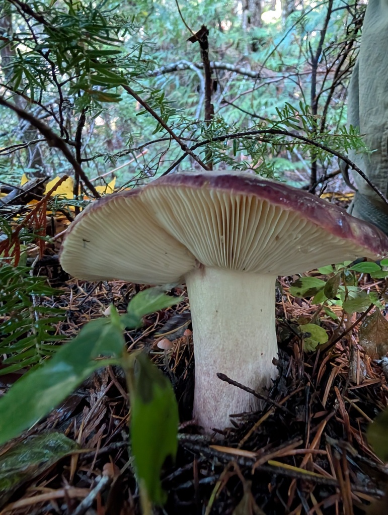 Russula olympiana