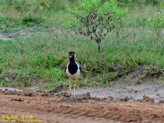 Vanellus indicus lankae