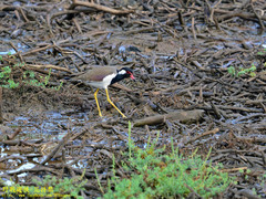 Vanellus indicus lankae