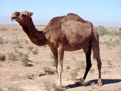 Camelus dromedarius