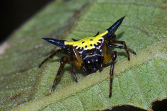 Macracantha hasselti