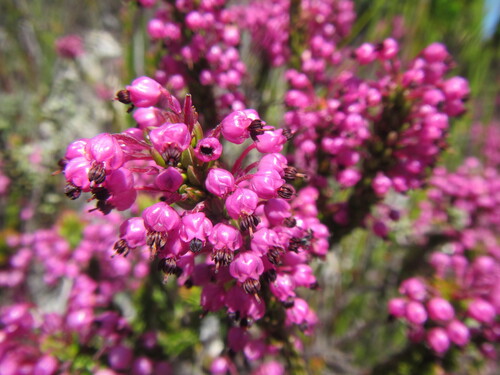 Elegant-Leg Heath (Erica gracilipes)