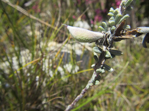 Indigofera pillansii MS (Indigofera pillansii)