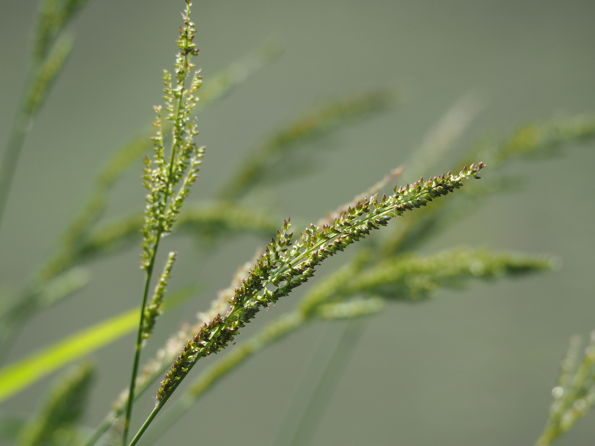 Echinochloa