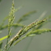 Barnyard Grasses - Photo no rights reserved, uploaded by 葉子