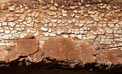 Hymenochaete rubiginosa image