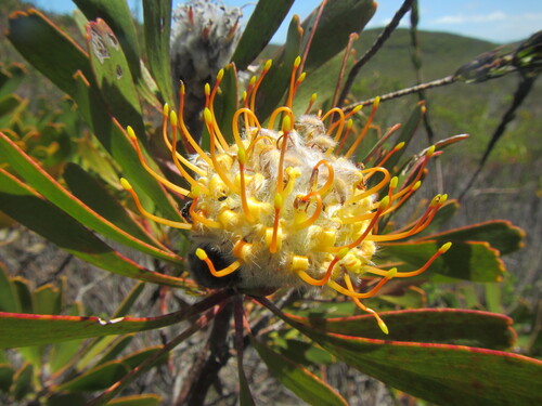 Leucospermum truncatum, photograph 6