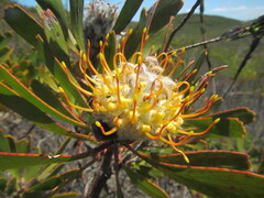 Leucospermum truncatum, photograph (c) douglaseustonbrown, some rights reserved (CC BY-SA)
