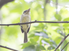 Rhynchocyclus olivaceus