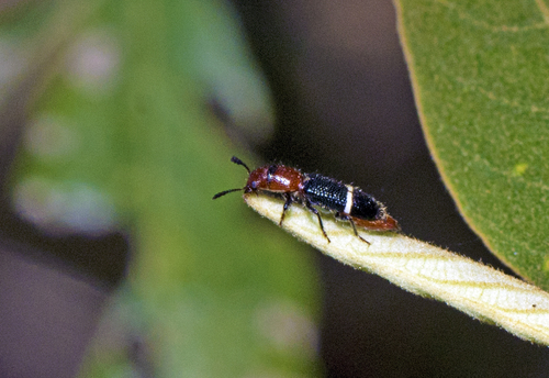 Paratillus carus