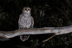Barking Owl photo 2