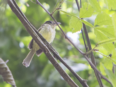 Rhynchocyclus olivaceus