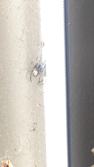 Steatoda nobilis