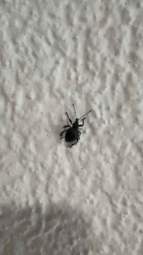 Gewächshaus-Dickmaulrüssler