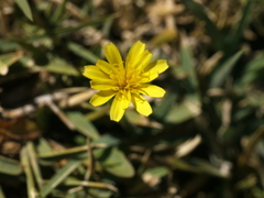 Angiospermae
