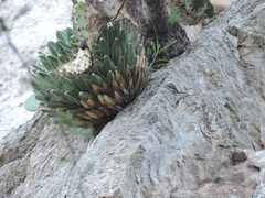 Agave victoriae-reginae