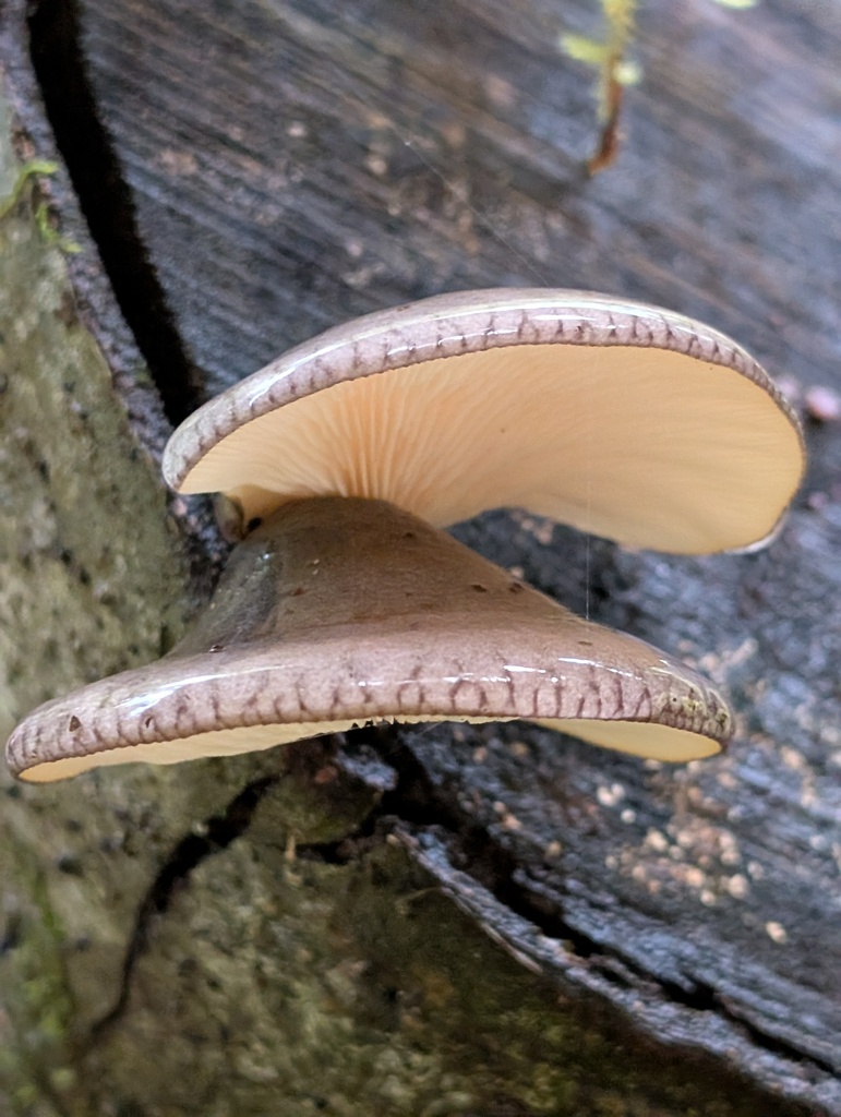 Sarcomyxa serotina · October 2025 · photo: © frondsinhighplaces (iNaturalist, cc-by)