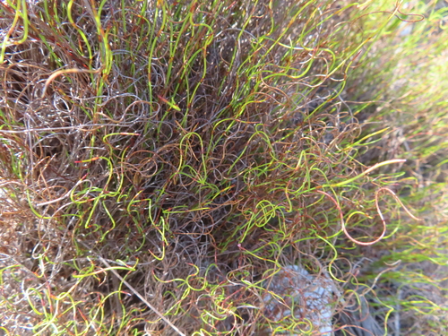 Spreading Capereed (Restio vimineus)