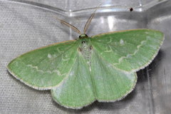 Thetidia smaragdaria
