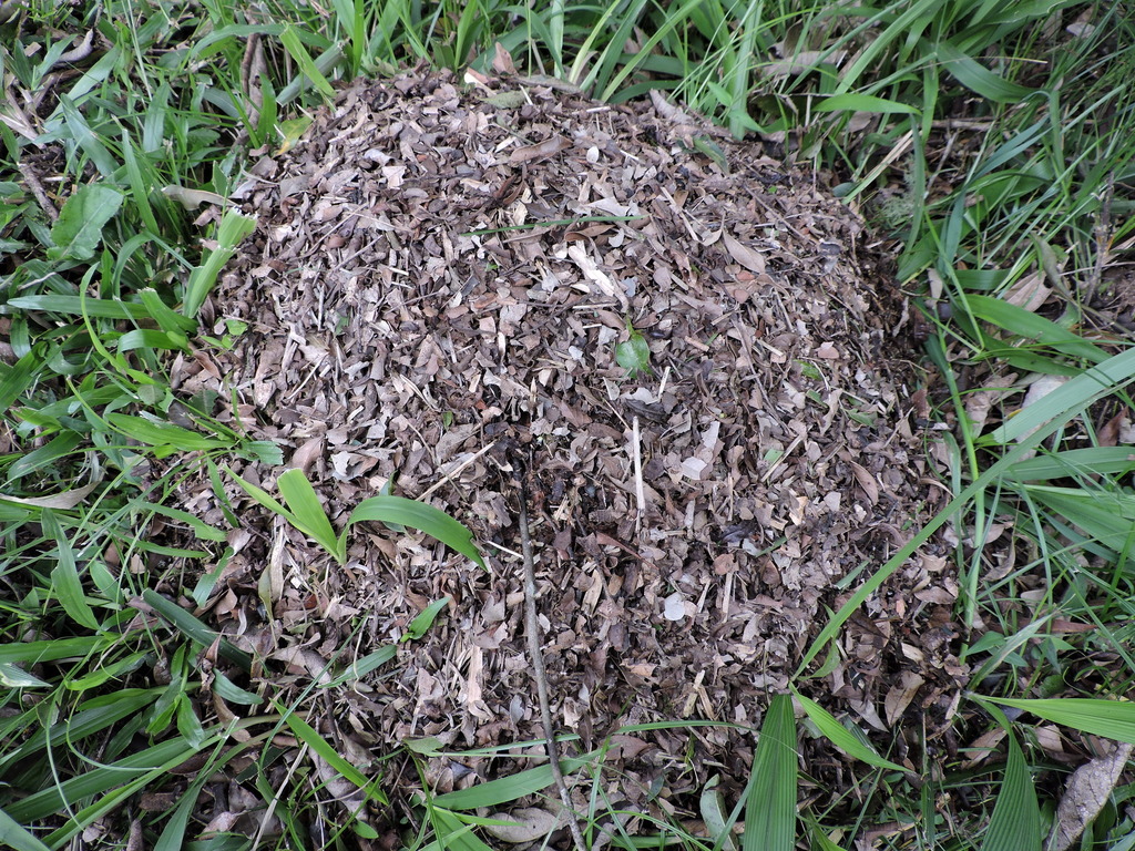 Acromyrmex crassispinus