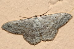 Scopula incanata